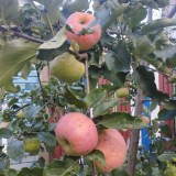 Утес3_0x160 Наш сад