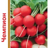 Чемпион_0x160 Наш сад