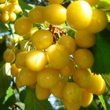 Чермашная5_0x160 Любимый сад