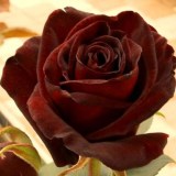 Элегия8_0x160 Любимый сад - Результаты из #60