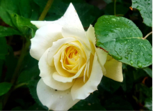 Эльф_0x160 Любимый сад - Результаты из #60