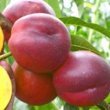 Янтарный_0x160 Наш сад