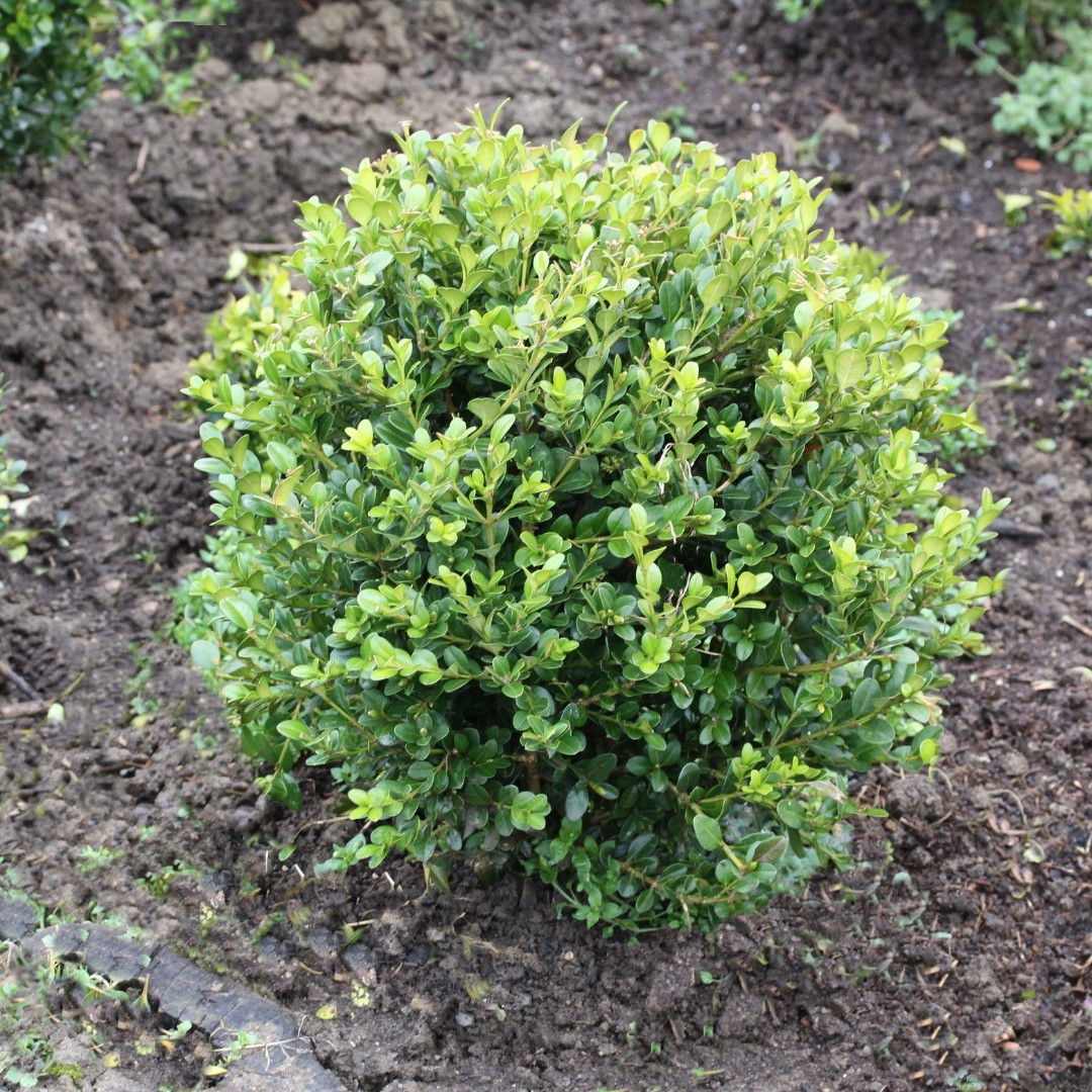 samshit-melkolistnii image samshit-melkolistnii Самшит: Самшит вечнозелёный