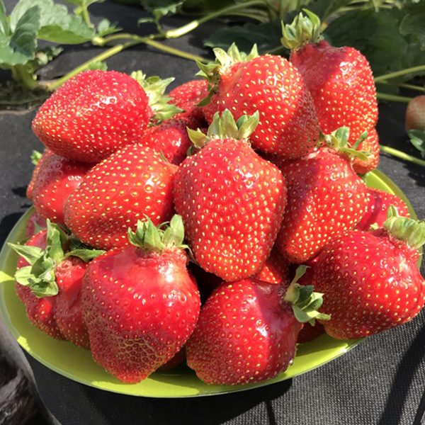 Азия2 image Азия2 Клубника: Азия