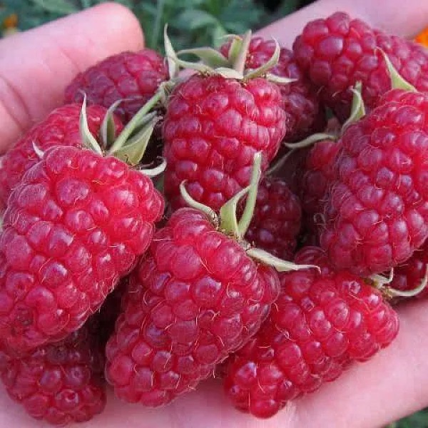 Бриллиантовая image Бриллиантовая Малина: Бриллиантовая