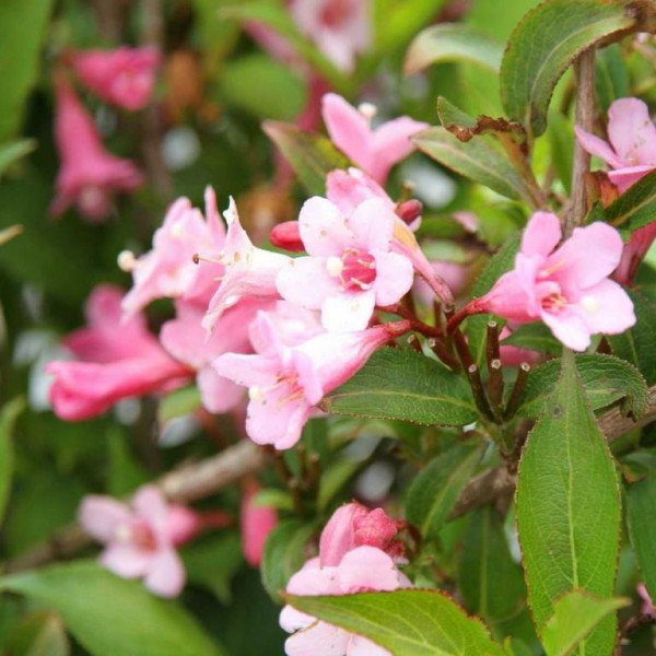 Вейгела image Вейгела Декоративные: Вейгела