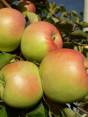 Возрождение image Возрождение Яблоня: Возрождение