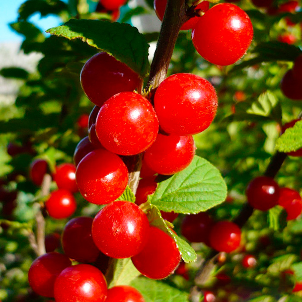 Войлочная image Войлочная Вишня: Войлочная Огонёк