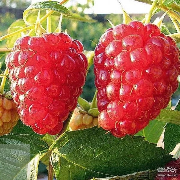 Геракл2 image Геракл2 Малина: Геракл