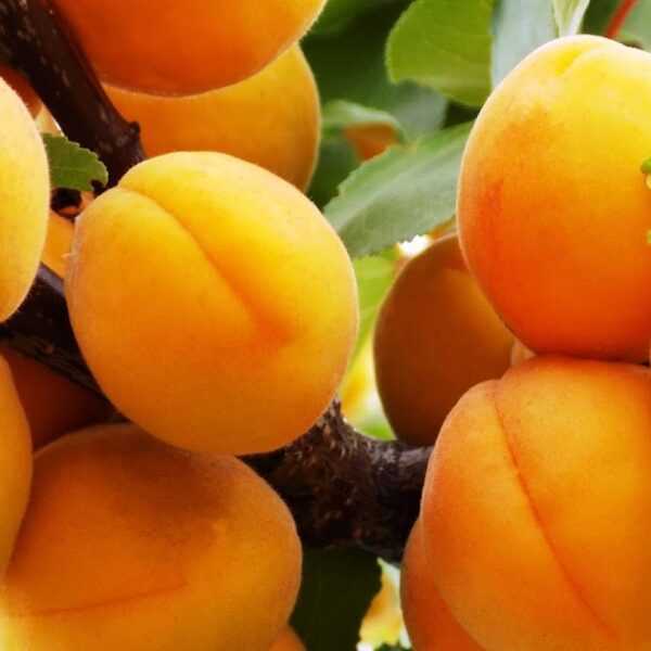 Десертный3 image Десертный3 Абрикос: Десертный