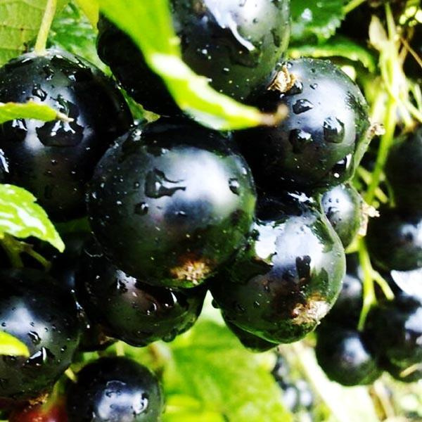 Добрыня image Добрыня Смородина: Добрыня