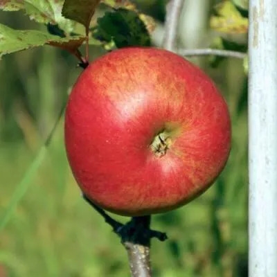 Дямент image Дямент Яблоня: Дямент