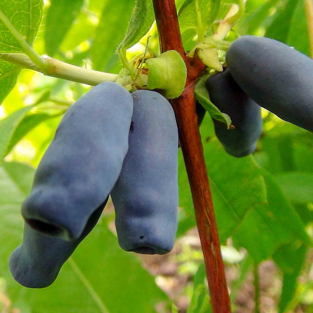 Золушка3 image Золушка3 Жимолость: Золушка