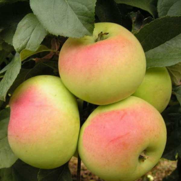 Имрус3 image Имрус3 Яблоня: Имрус