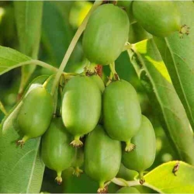 Иссаи image Иссаи Актинидия: Иссаи