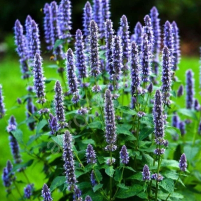 Иссоп image Иссоп Лекарственные: Иссоп Лекарь