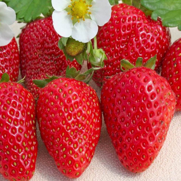 Кимберли6 image Кимберли6 Клубника: Кимберли