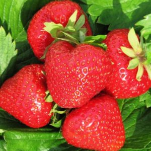 Клери image Клери Клубника: Клери