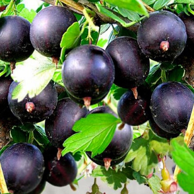 Командор image Командор Крыжовник: Командор