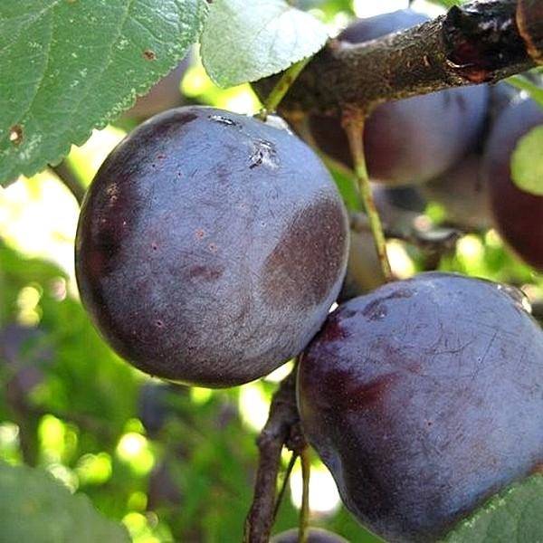 Конфетная3 image Конфетная3 Слива: Конфетная