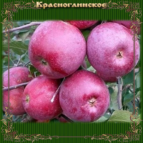 Красноглинское9 image Красноглинское9 Яблоня: Красноглинское