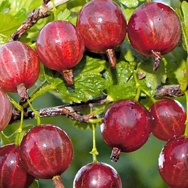 Краснославянский9 image Краснославянский9 Крыжовник: Краснославянский