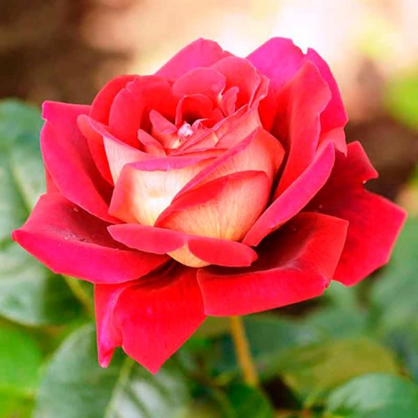 Кроненбург image Кроненбург Чайно-гибридные: Кроненбург