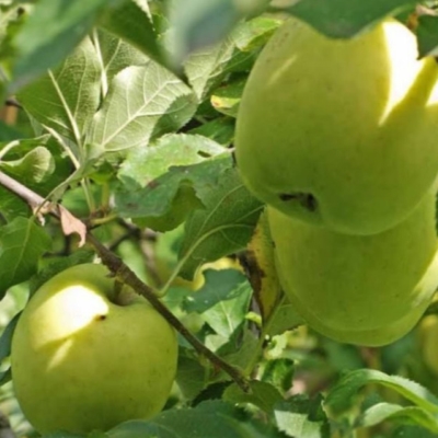 Куйбышевское5 image Куйбышевское5 Яблоня: Куйбышевское