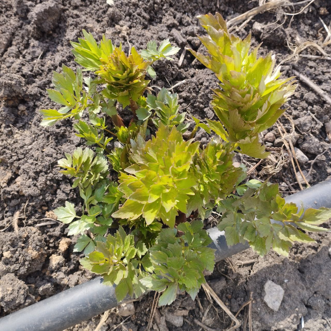 Лобисток image Лобисток Приправы: Любисток