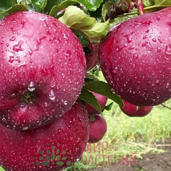 Лобо5 image Лобо5 Яблоня: Лобо