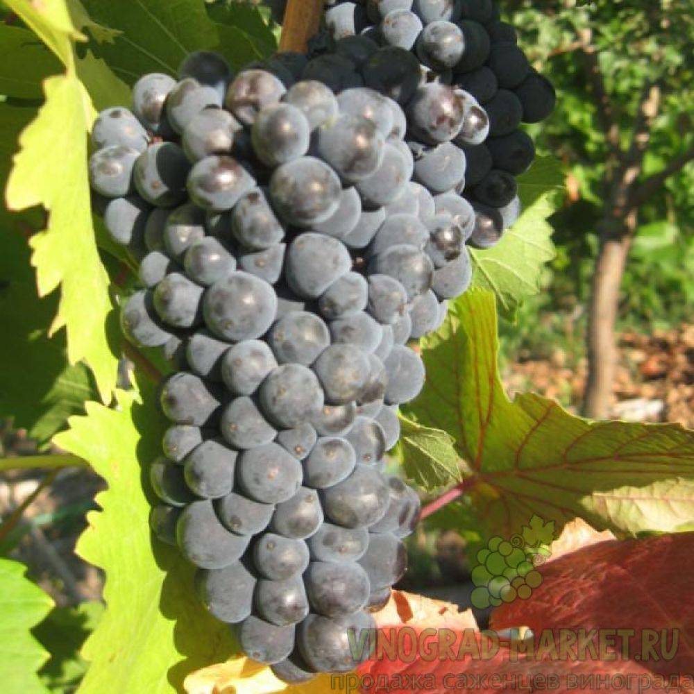 МАРКЕТТ image МАРКЕТТ Виноград: МАРКЕТТ