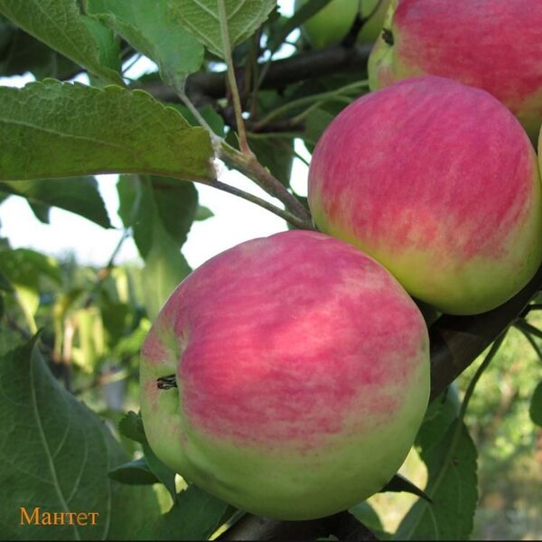Мантет image Мантет Яблоня: Мантет