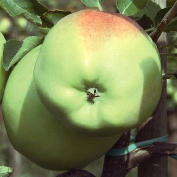 Мартовское4 image Мартовское4 Яблоня: Мартовское