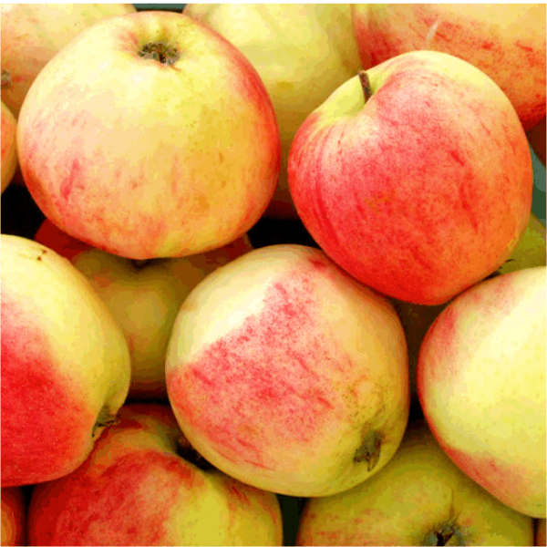 Мельба image Мельба Яблоня: Мелба