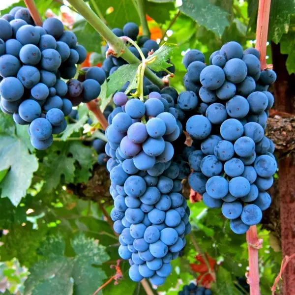 Мерло8 image Мерло8 Виноград: Мерло