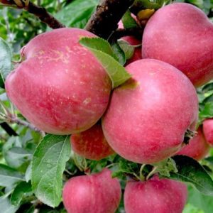 Мечта image Мечта Яблоня: Мечта