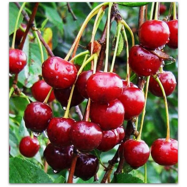 Молодежная image Молодежная Вишня: Молодёжная