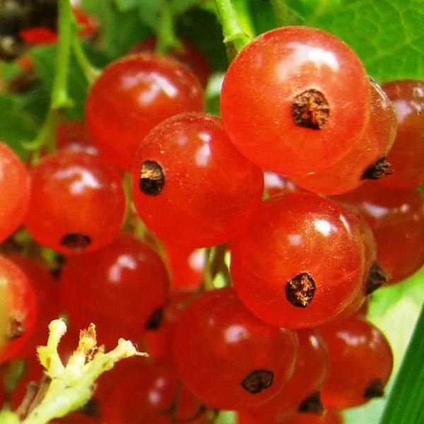 Натали image Натали Смородина: Красная Натали