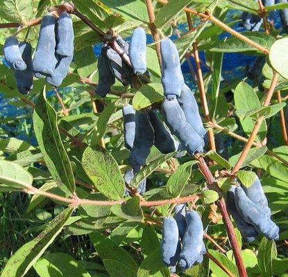 Нимфа image Нимфа Жимолость: Нимфа