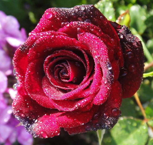 Норита image Норита Чайно-гибридные: Норита