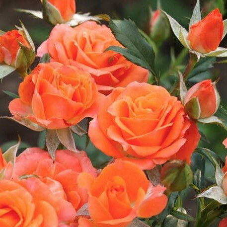 Оранжевая image Оранжевая Спрей: Оранжевая