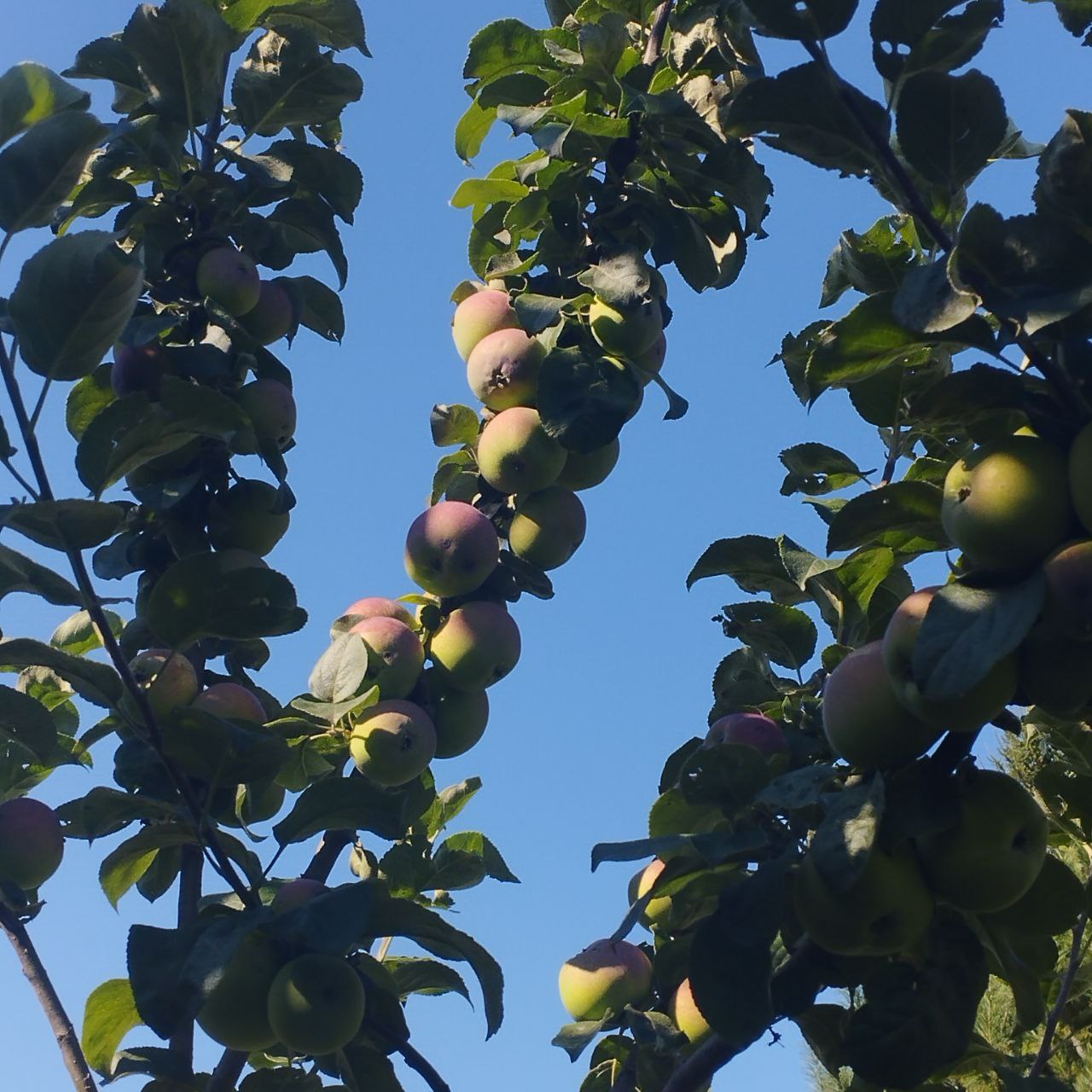 Орлик27072025 image Орлик27072025 Яблоня: Орлик