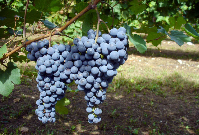 Ребо image Ребо Виноград: Ребо