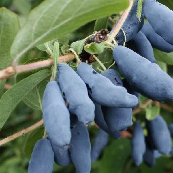 Роксана7 image Роксана7 Жимолость: Роксана