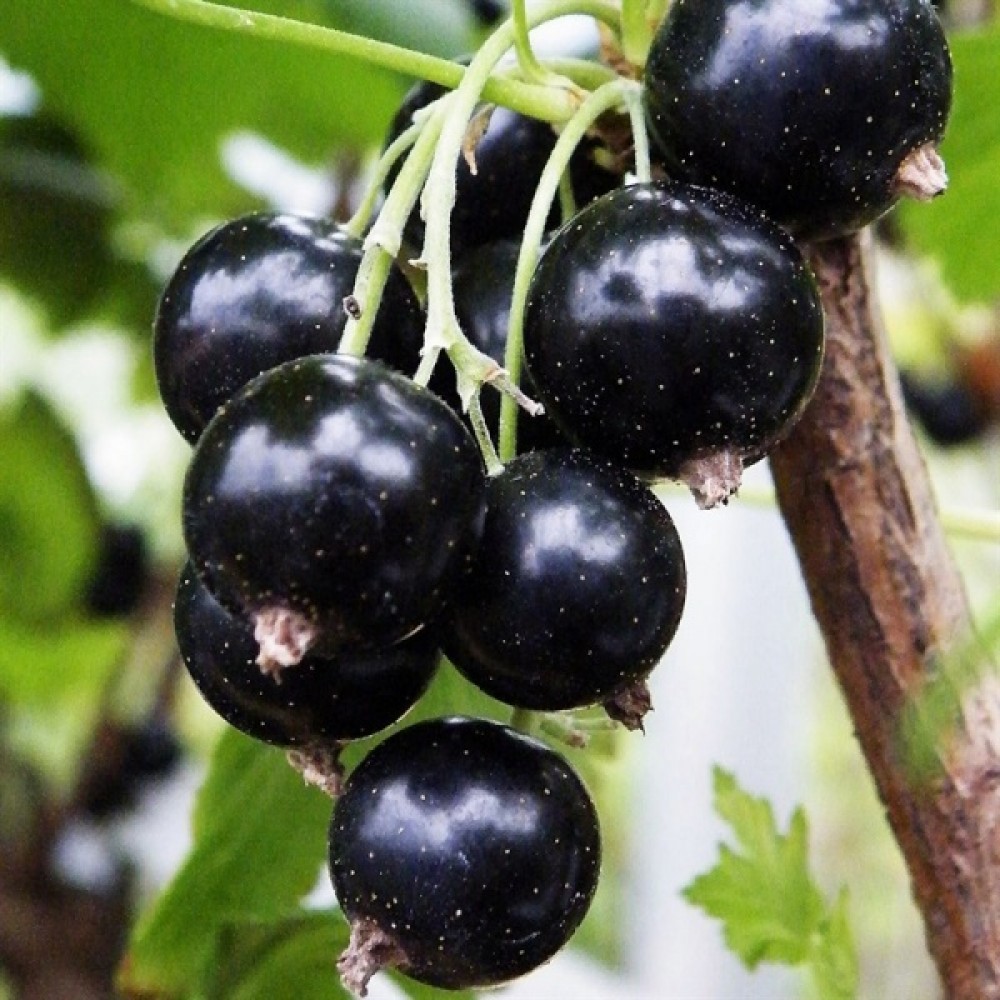 Созвездие image Созвездие Смородина: Созвездие