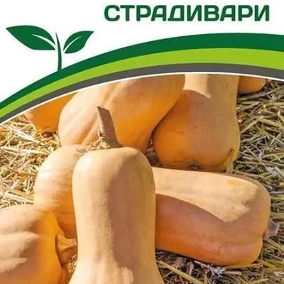 Страдивари image Страдивари Тыква: Страдивари