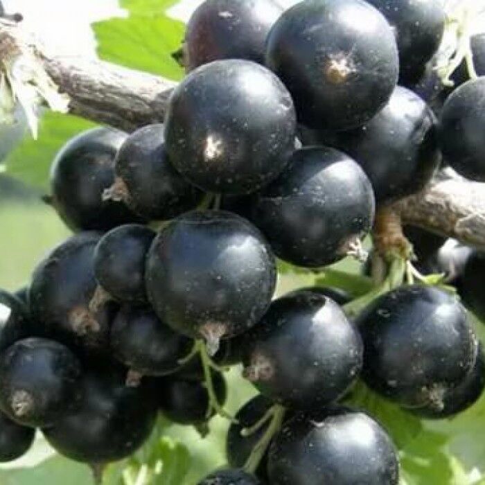 Тамерлан2 image Тамерлан2 Смородина: Тамерлан