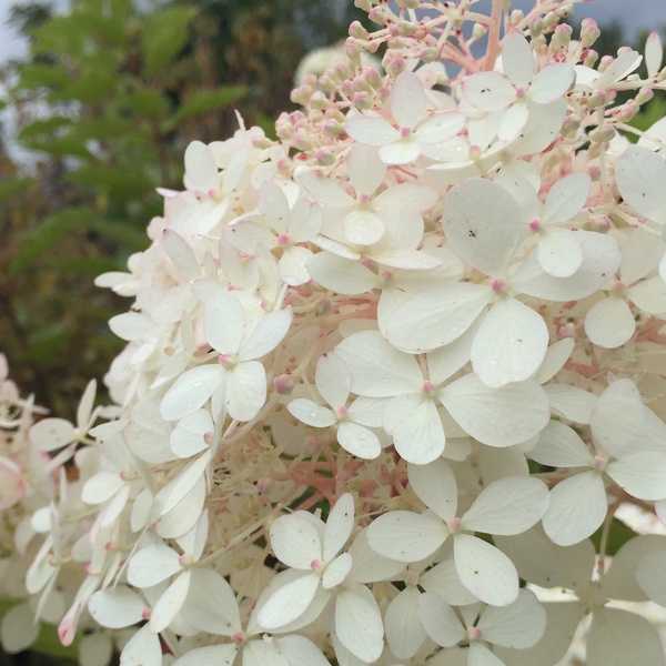 Тардива image Тардива Гортензия: метельчатая "Tardiva"