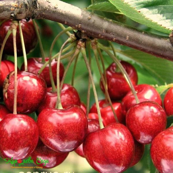 Фатеж6 image Фатеж6 Черешня: Фатеж