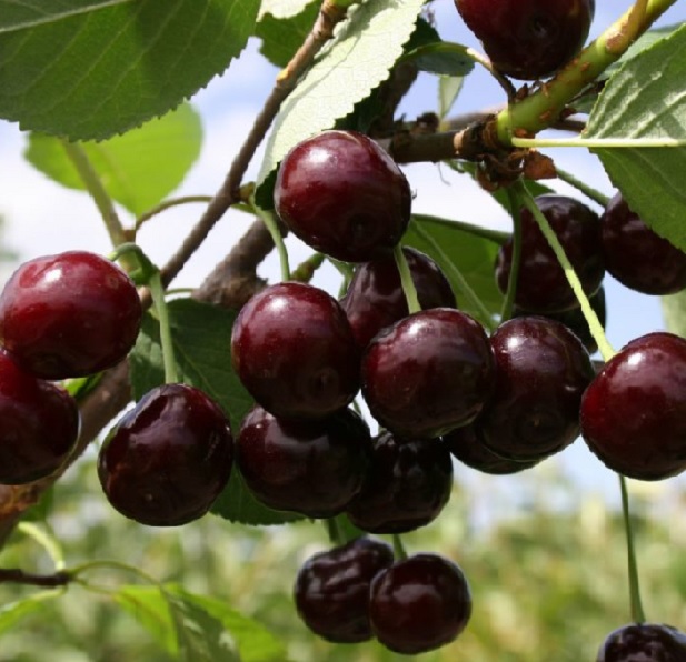 Финаевская image Финаевская Вишня: Финаевская